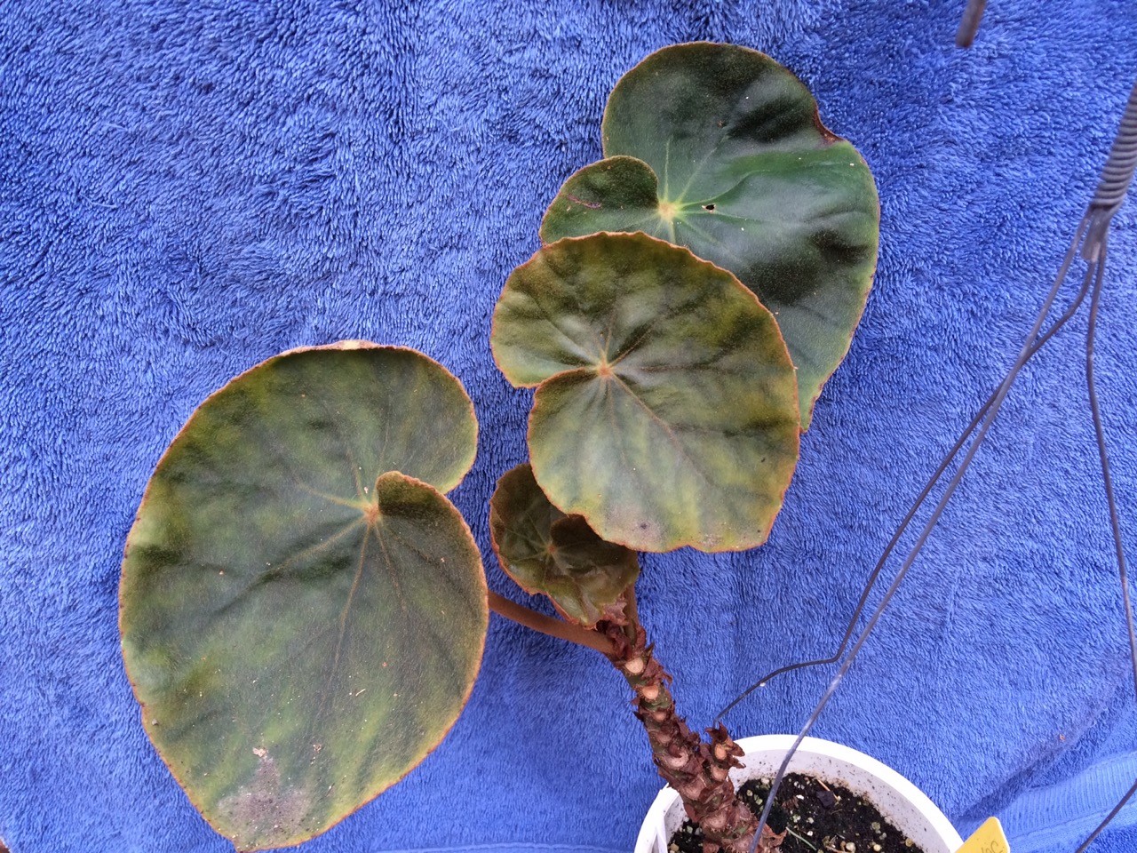 B. ‘Joy Blair’